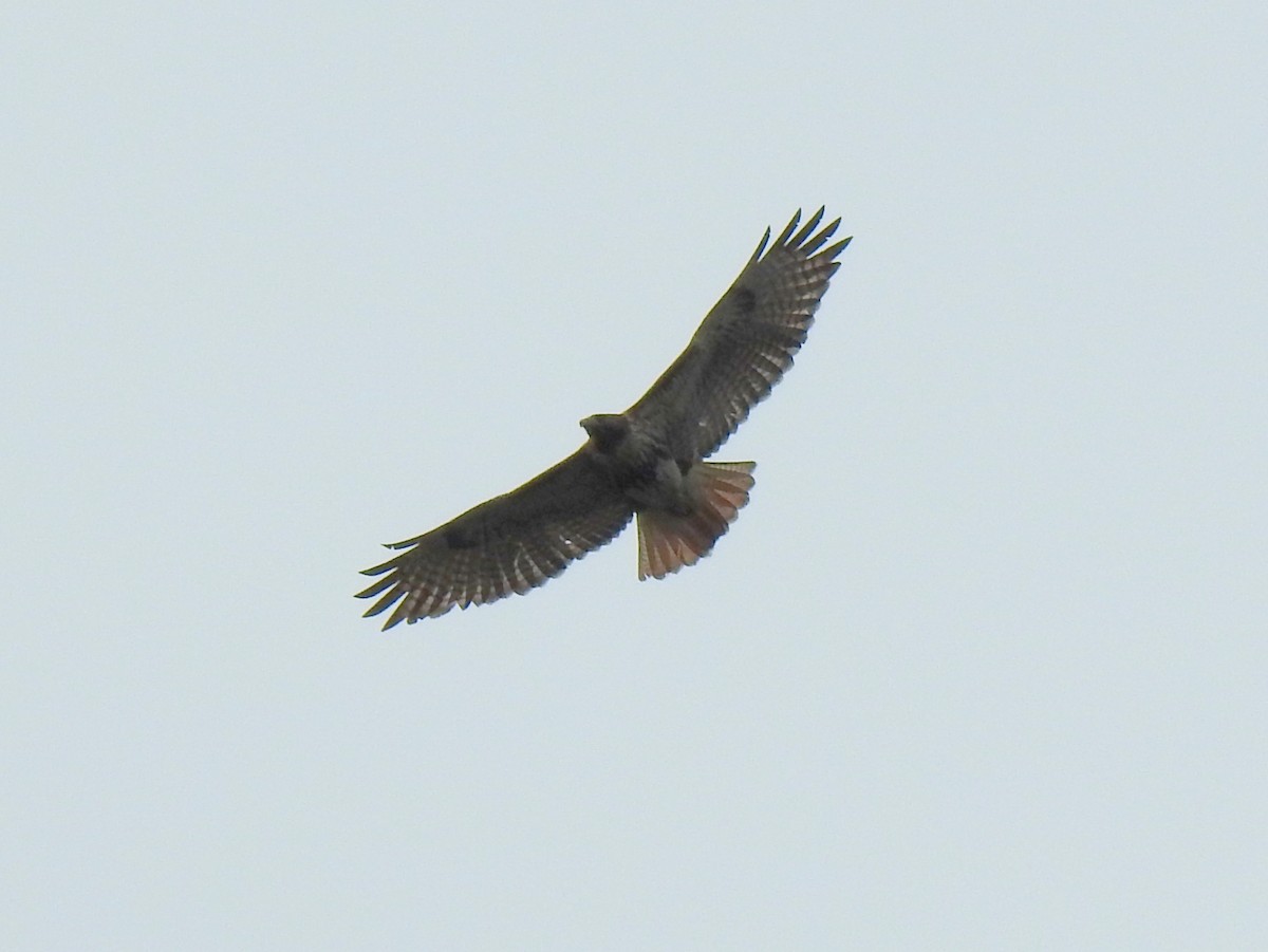 Red-tailed Hawk - Bruce Pickholtz