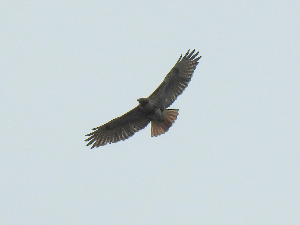 Red-tailed Hawk - ML613649986