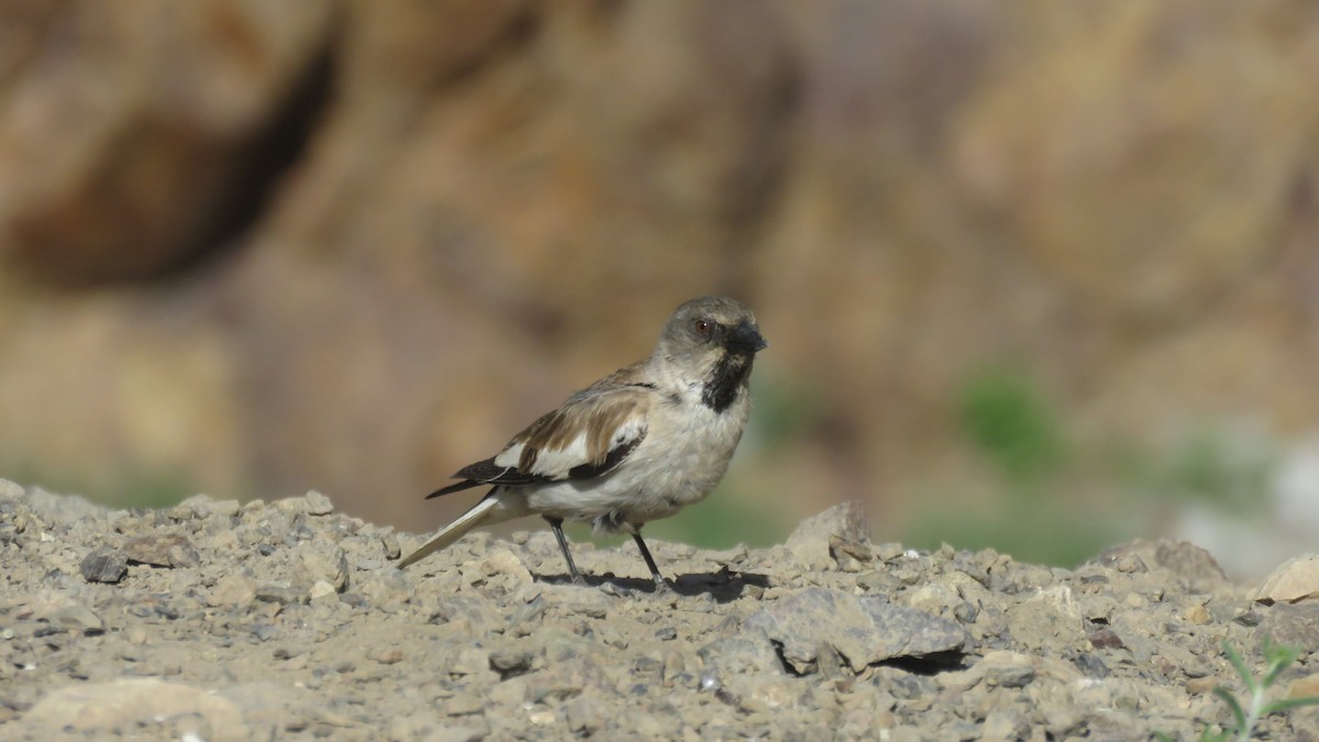 White-winged Snowfinch - ML613650010