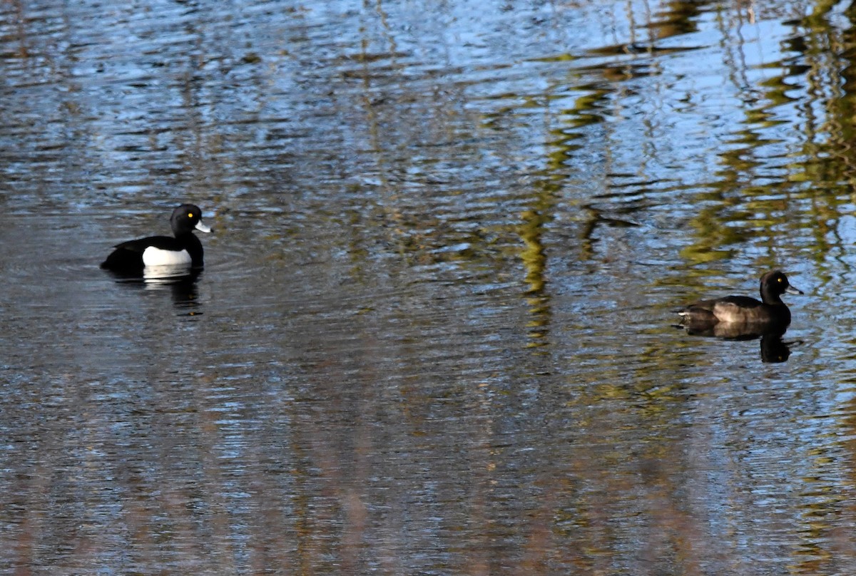 Tufted Duck - ML613650033