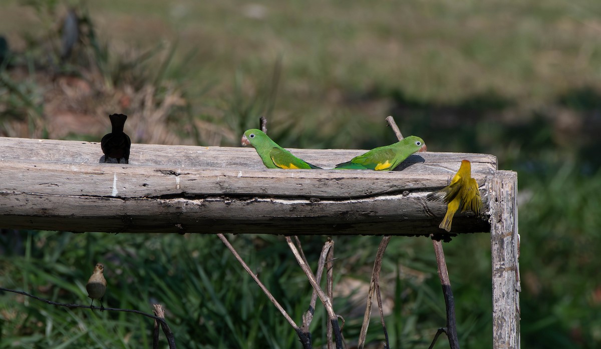 Yellow-chevroned Parakeet - David Tripp Jr