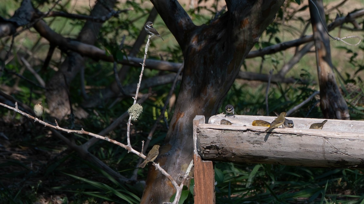 Double-collared Seedeater - ML613650113