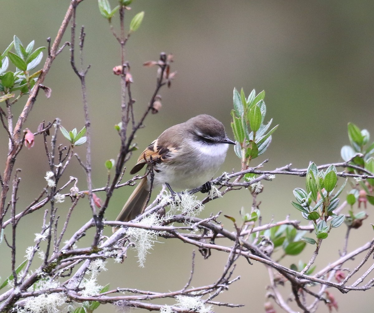 White-throated Tyrannulet - ML613650144