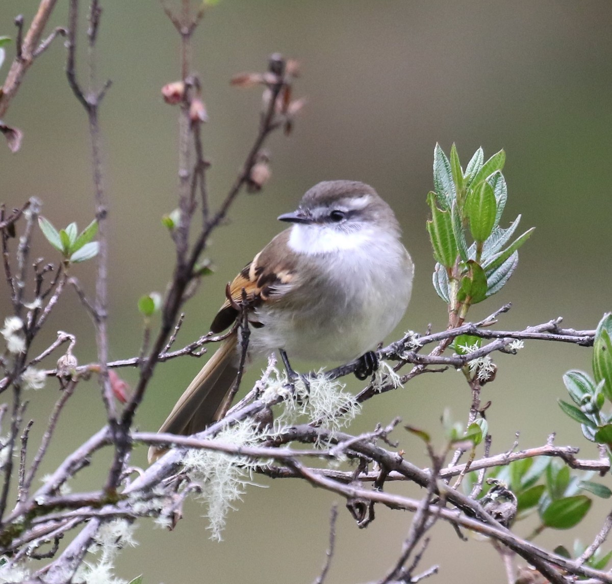 White-throated Tyrannulet - ML613650149