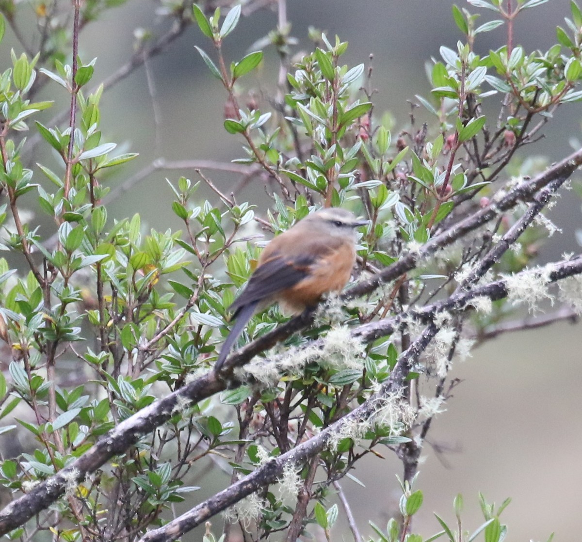Brown-backed Chat-Tyrant - ML613650172