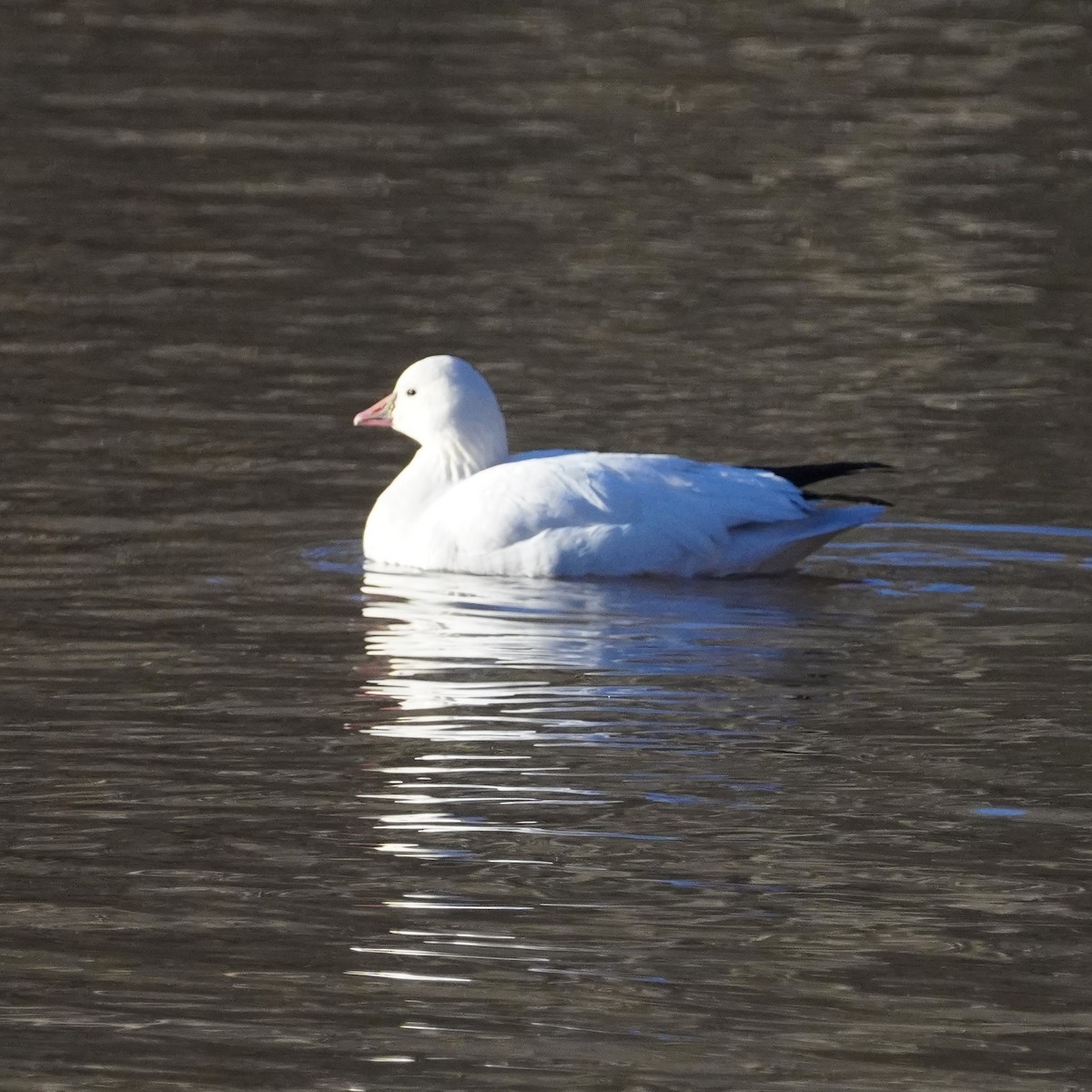 husa bělostná - ML613650203