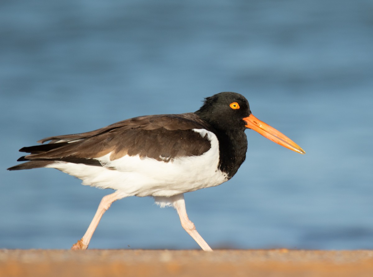 American Oystercatcher - ML613650230