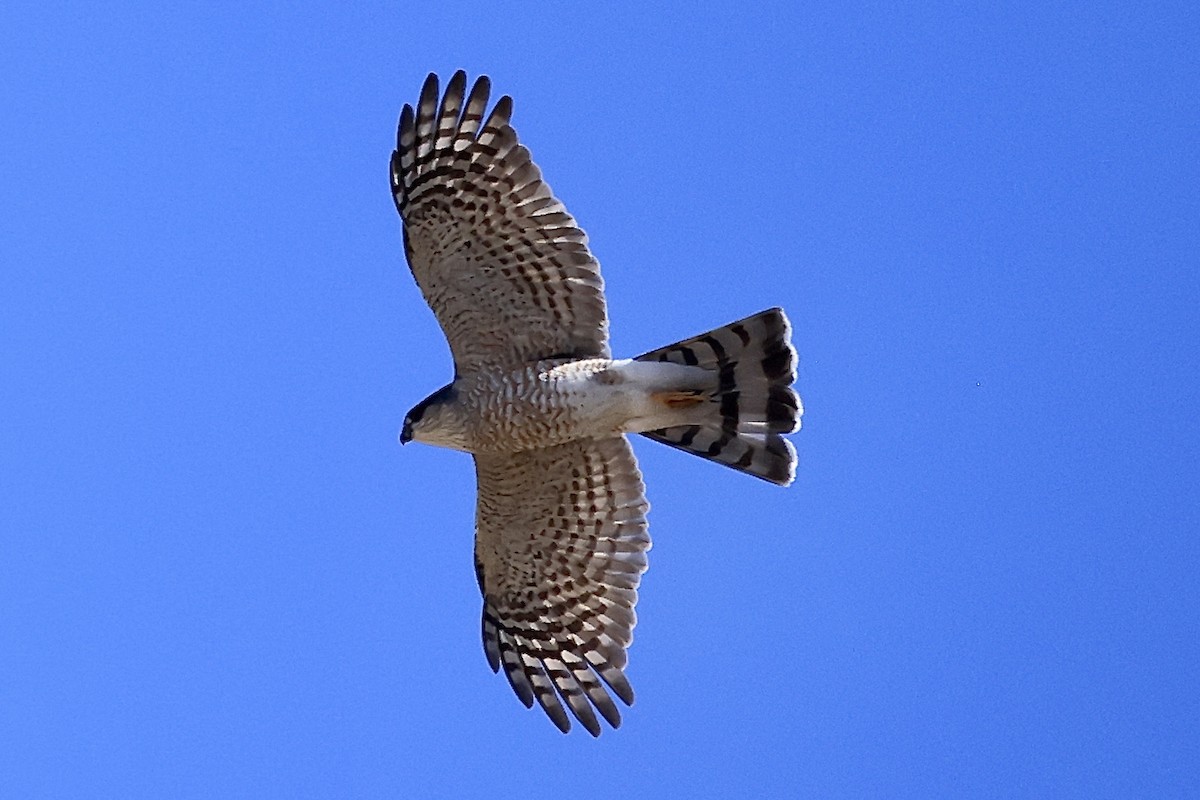 Sharp-shinned Hawk - ML613650266