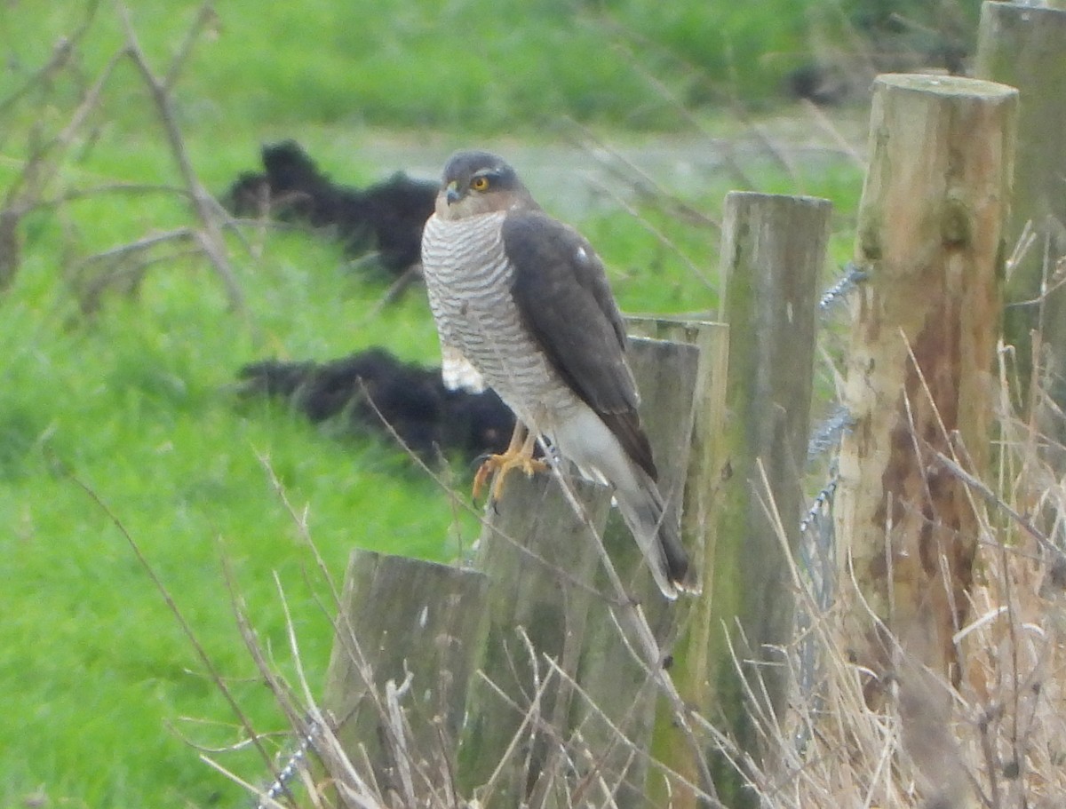 Eurasian Sparrowhawk - Andy Hannaford