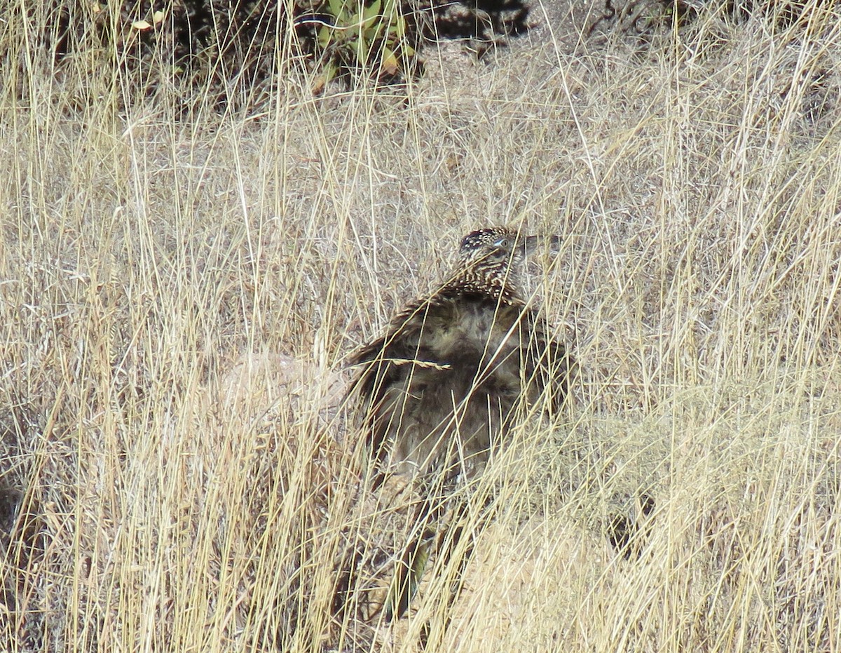 Greater Roadrunner - ML613650301