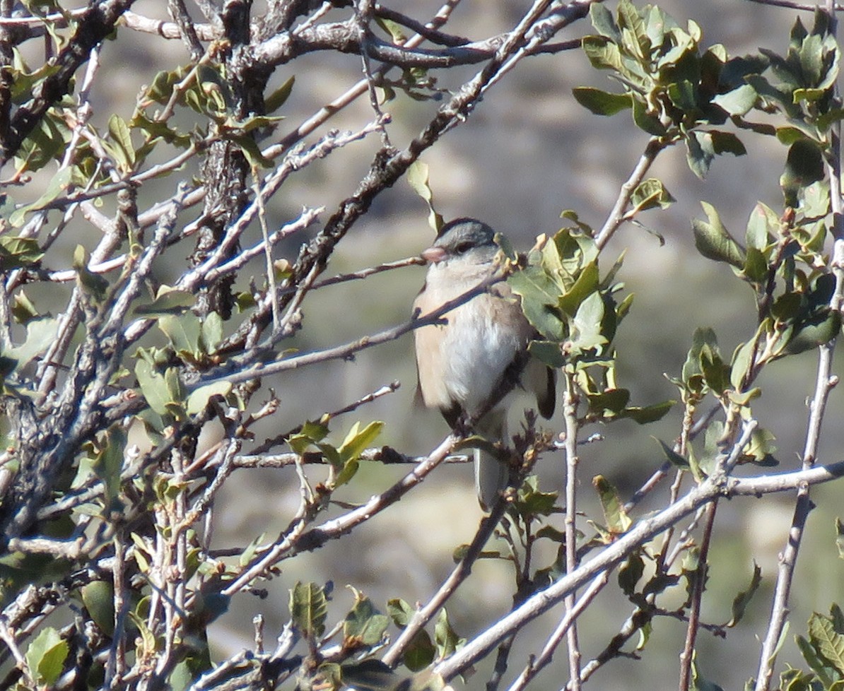 Dark-eyed Junco (Pink-sided) - ML613650312