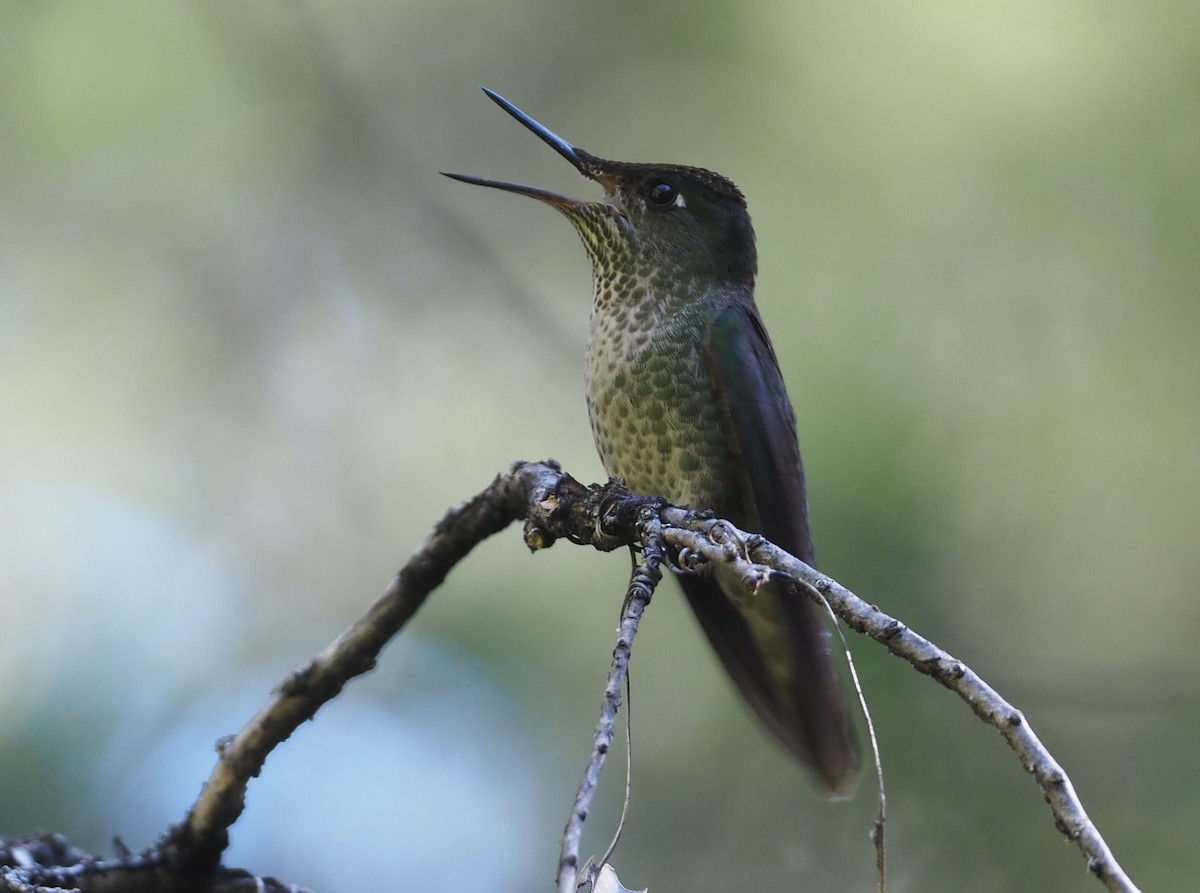 Green-backed Firecrown - ML613650320