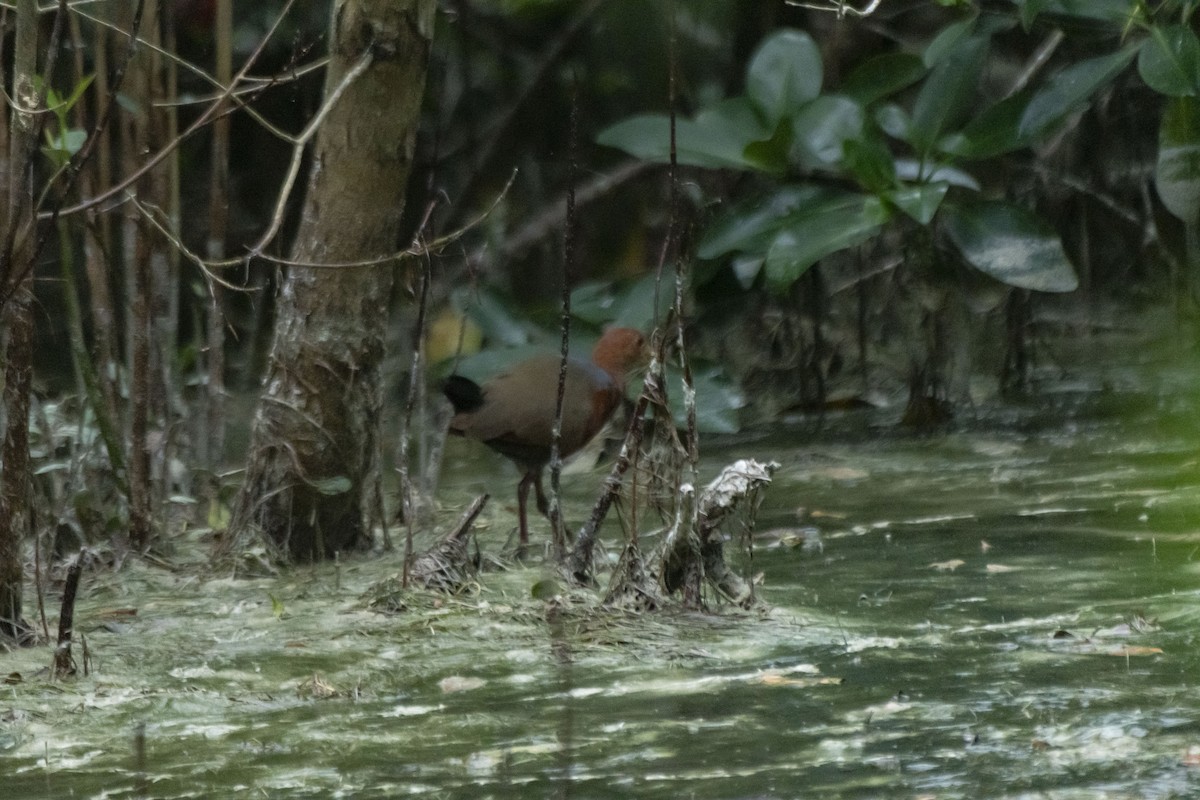 Rufous-necked Wood-Rail - ML613650339