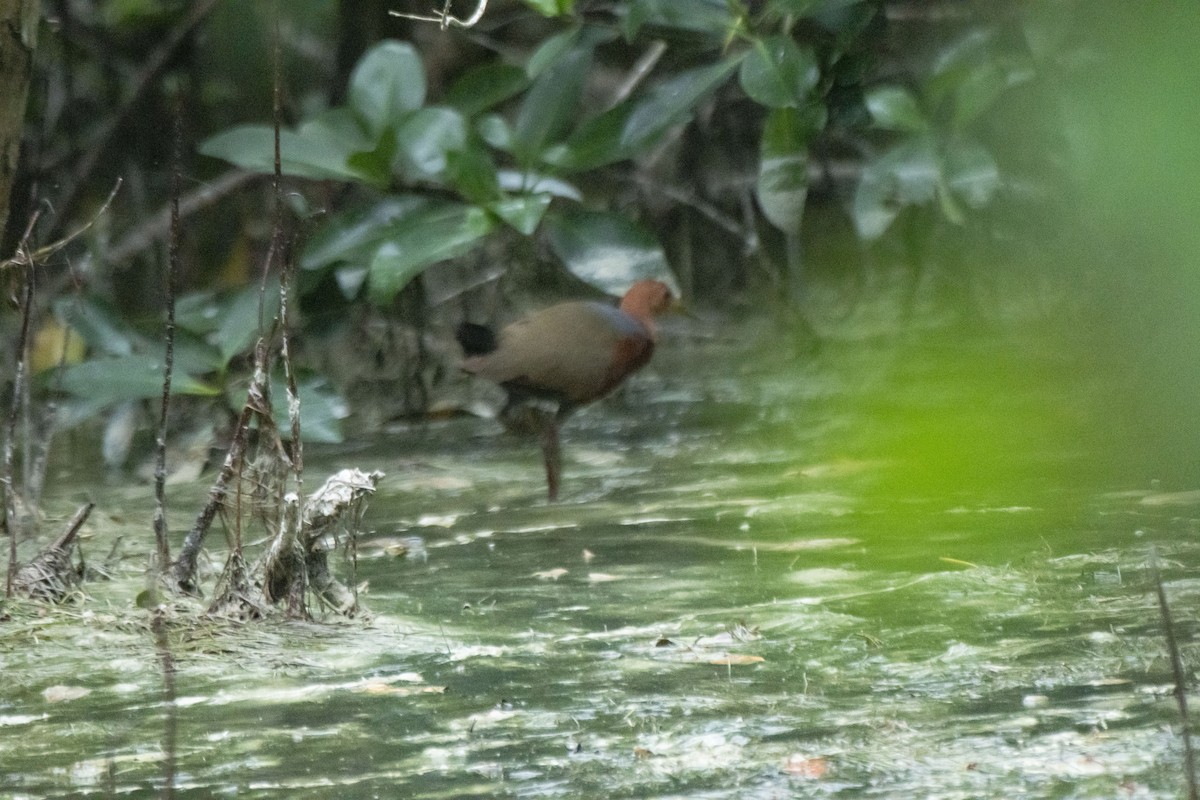 Rufous-necked Wood-Rail - ML613650347