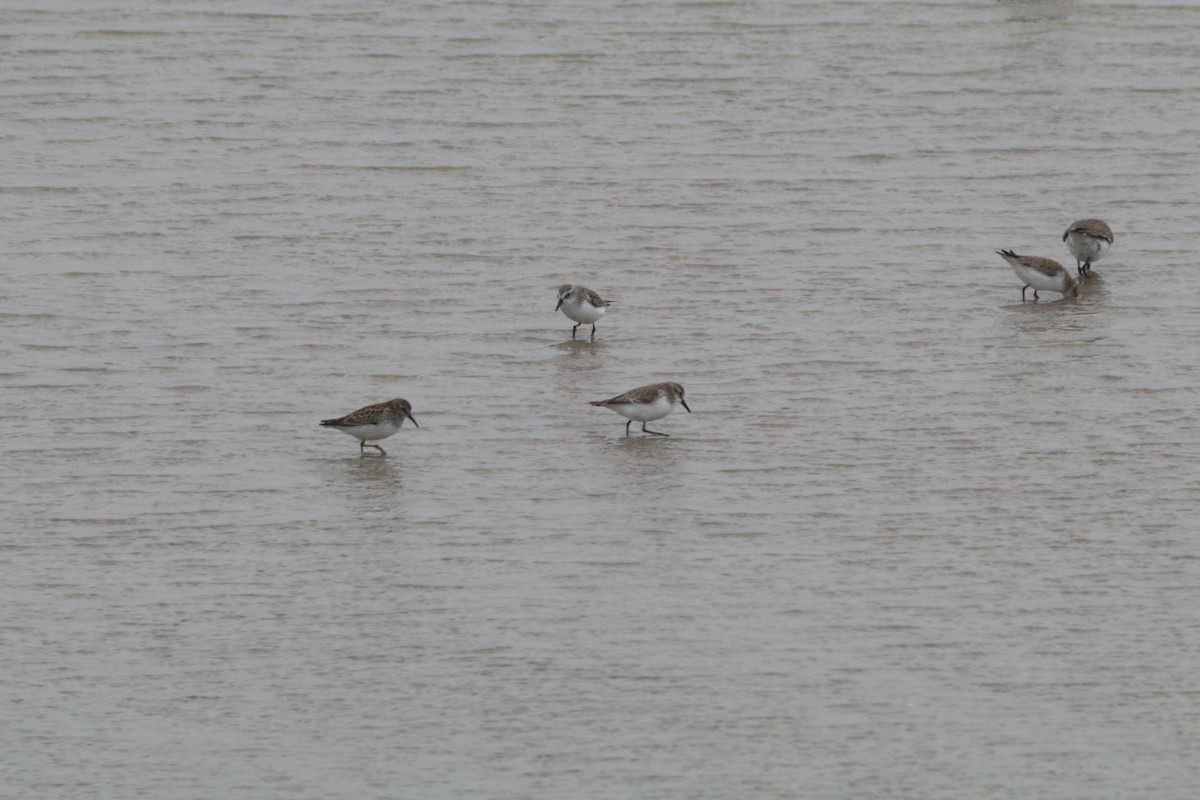 Western Sandpiper - ML613650412