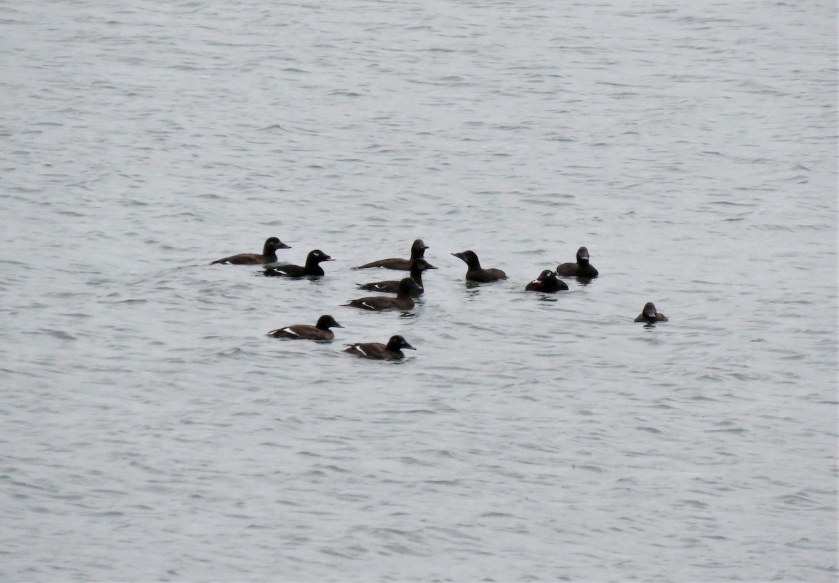 White-winged Scoter - ML613650437