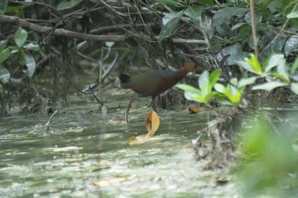 Rufous-necked Wood-Rail - Rolando Tomas Pasos Pérez