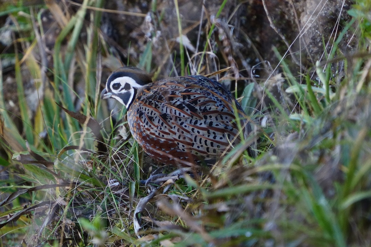 Ocellated Quail - Gil Eckrich