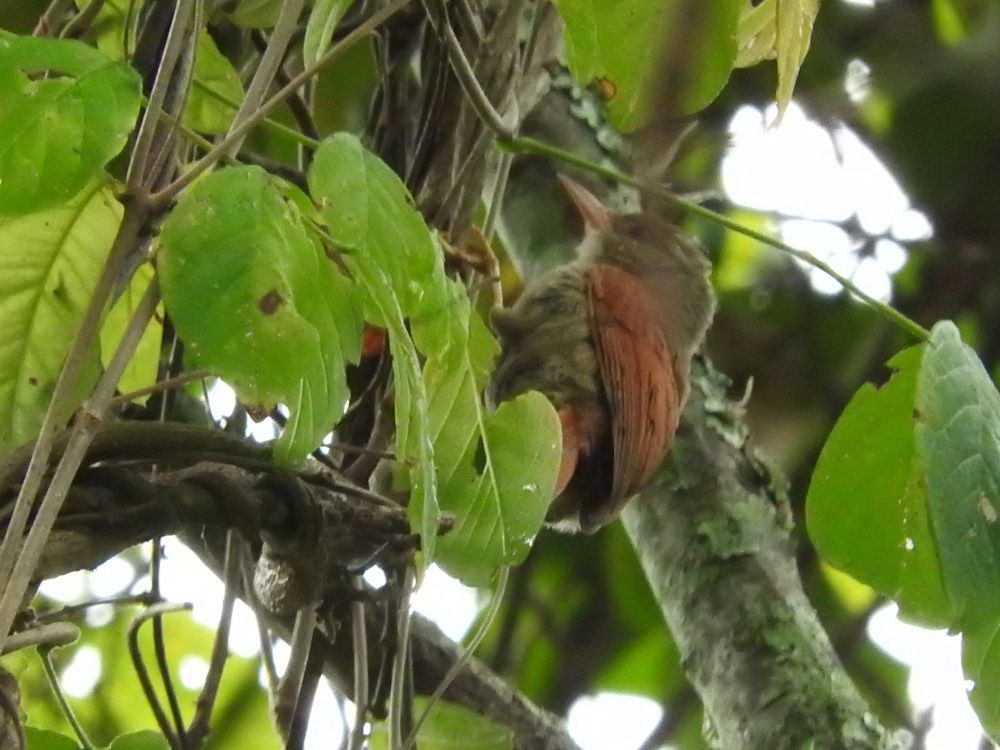 Crested Spinetail - ML613650487