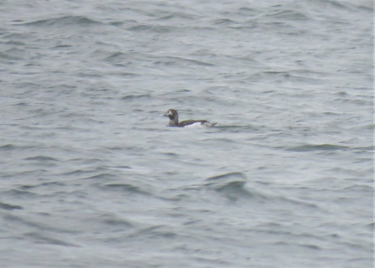 Long-tailed Duck - ML613650507