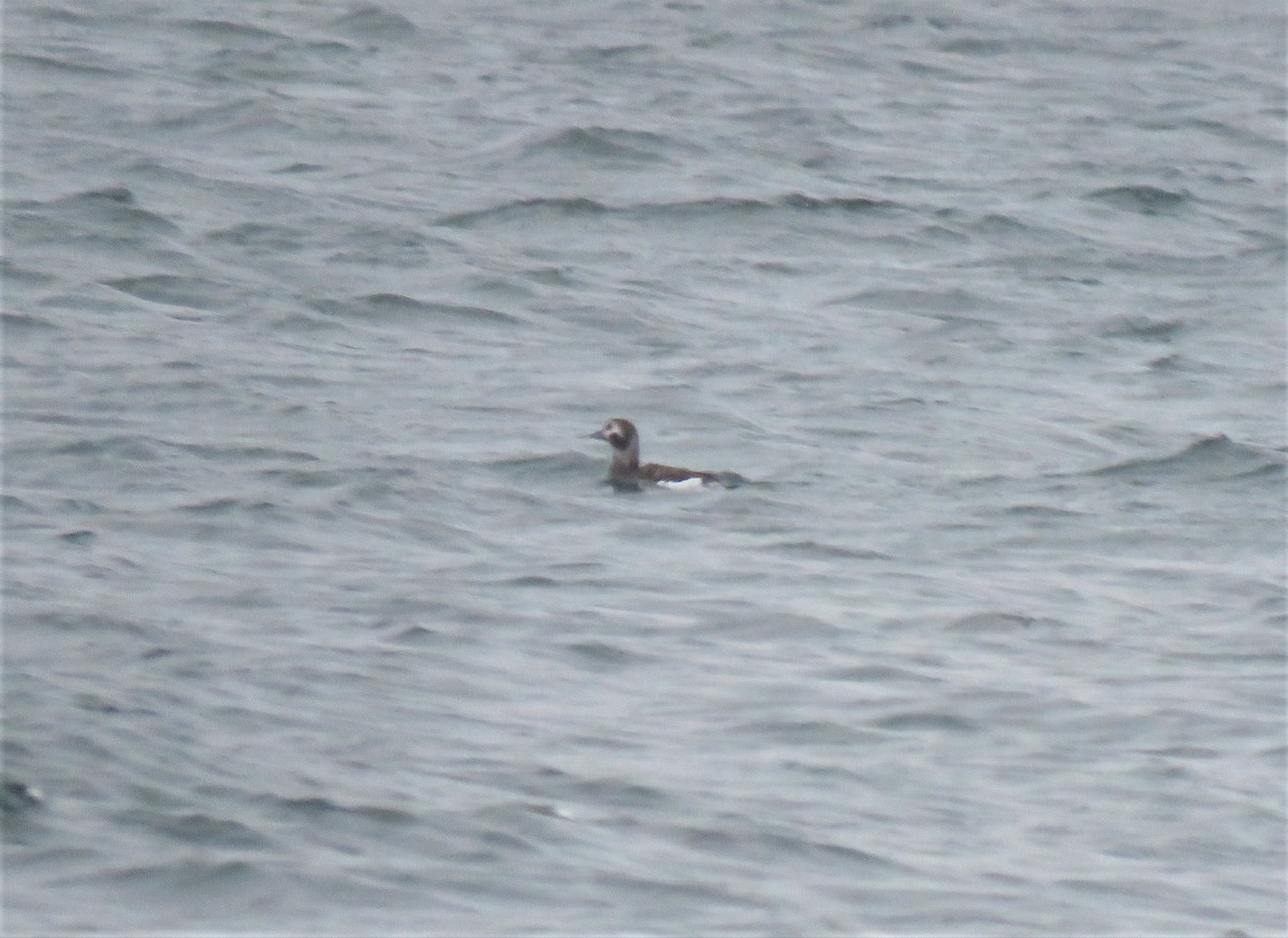 Long-tailed Duck - ML613650509