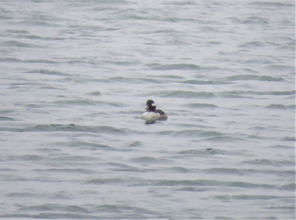 Bufflehead - ML613650545