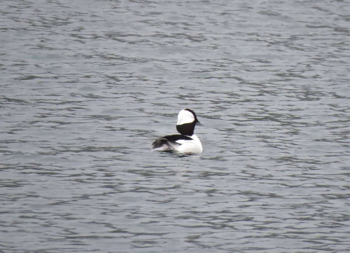 Bufflehead - Teresa Weismiller