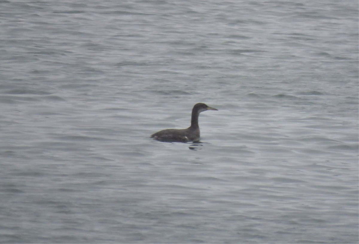 Red-necked Grebe - ML613650584