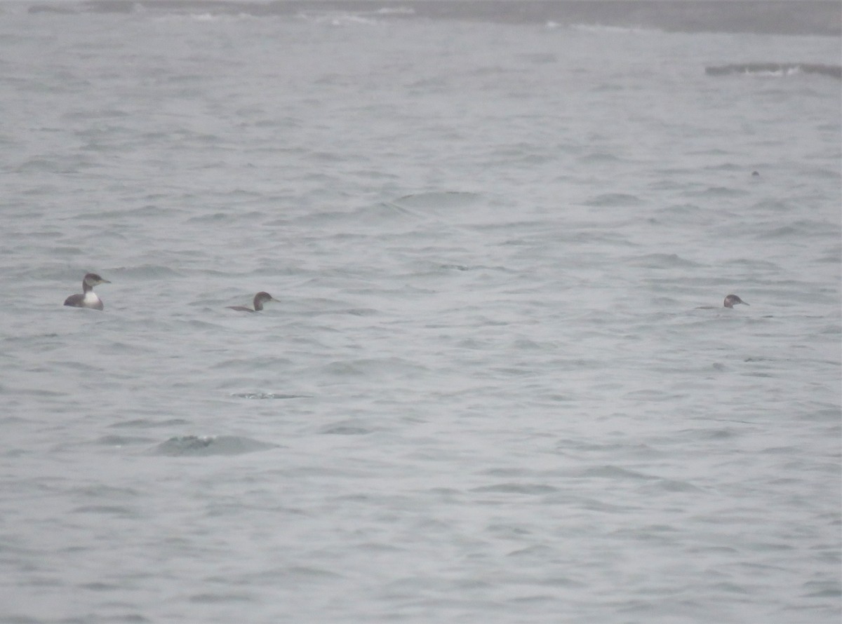 Red-necked Grebe - ML613650585