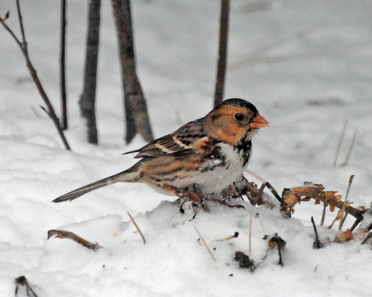 Harris's Sparrow - ML613650601