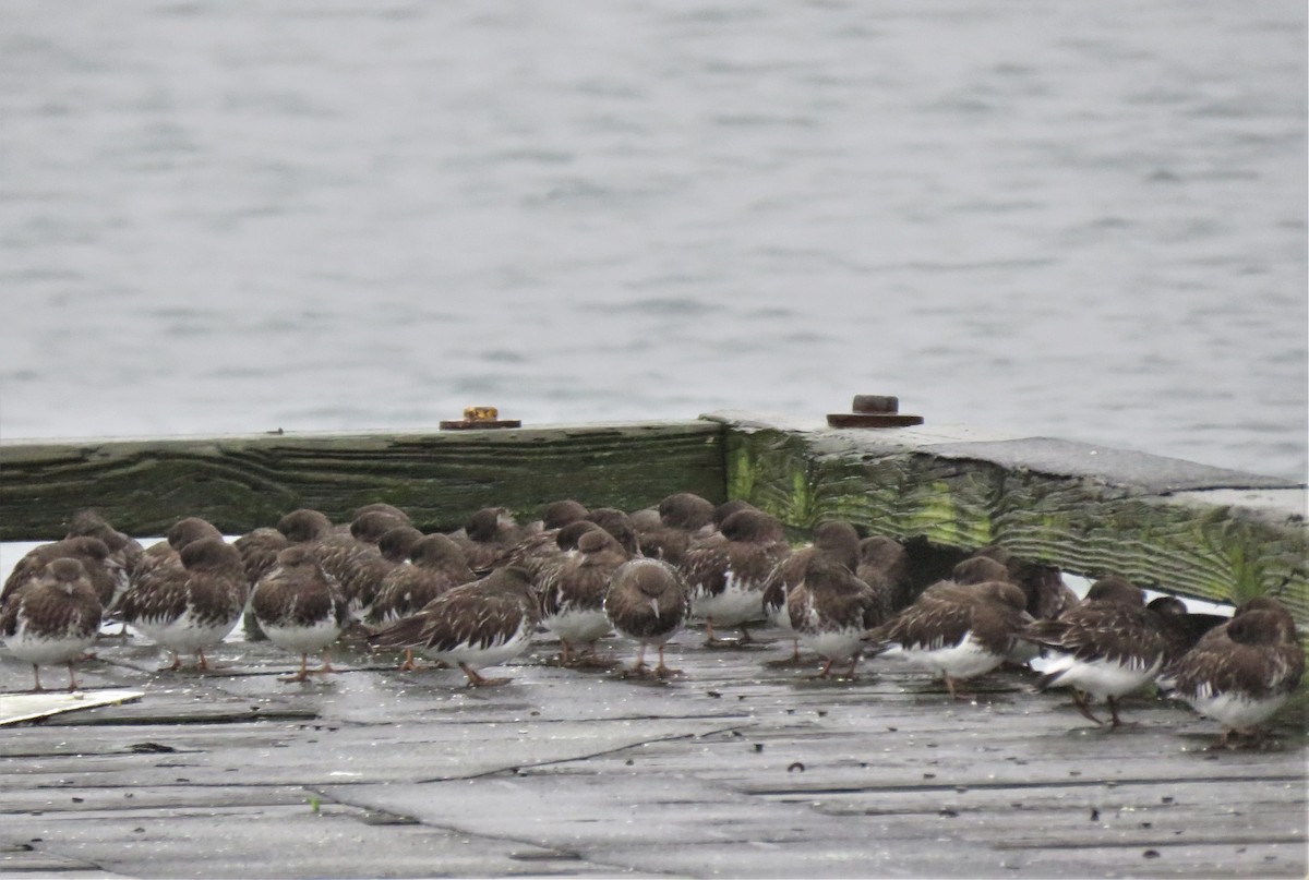 Black Turnstone - ML613650612