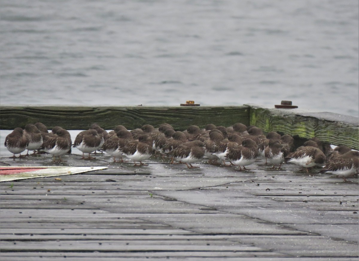 Black Turnstone - ML613650614