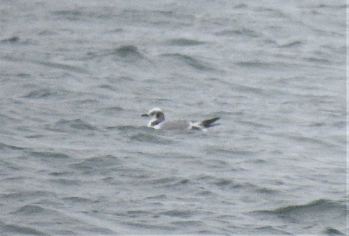 Black-legged Kittiwake - Teresa Weismiller