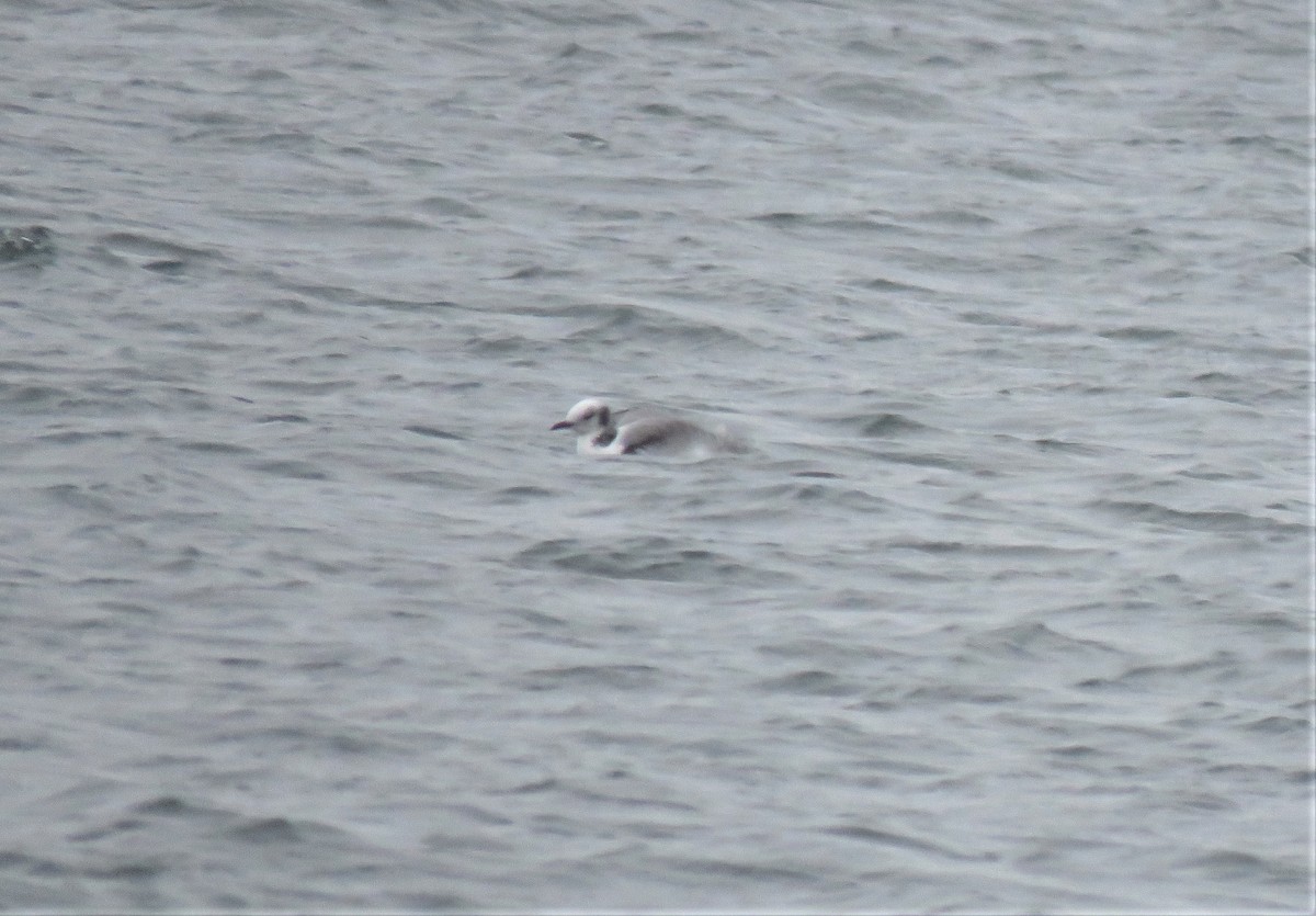 Black-legged Kittiwake - ML613650632