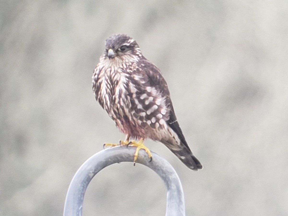 Merlin - ML613650648