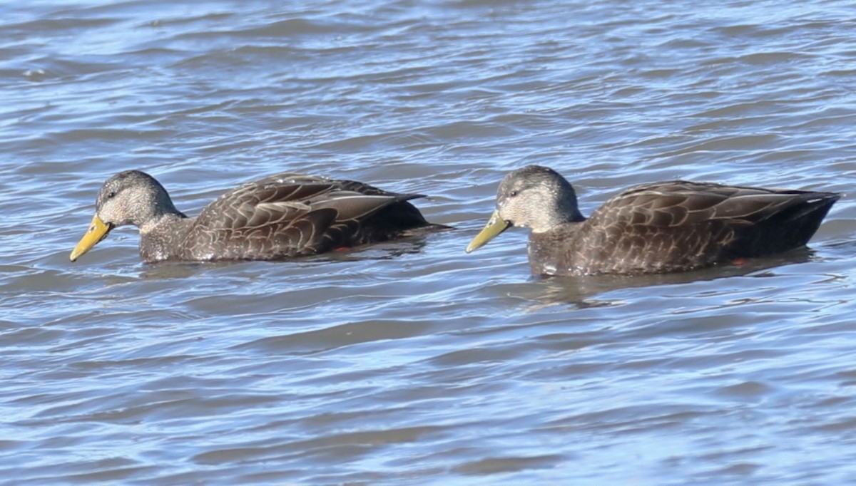 American Black Duck - michael vedder