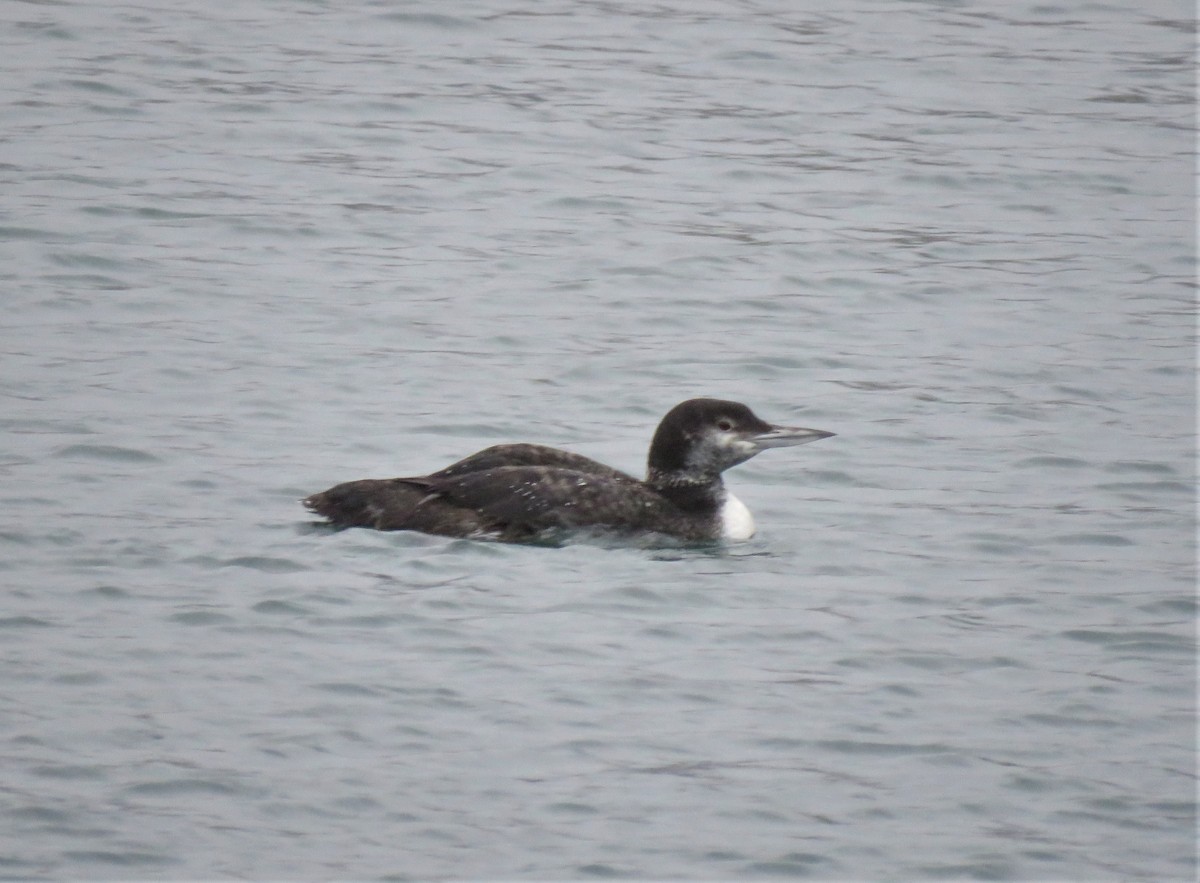 Common Loon - ML613650658