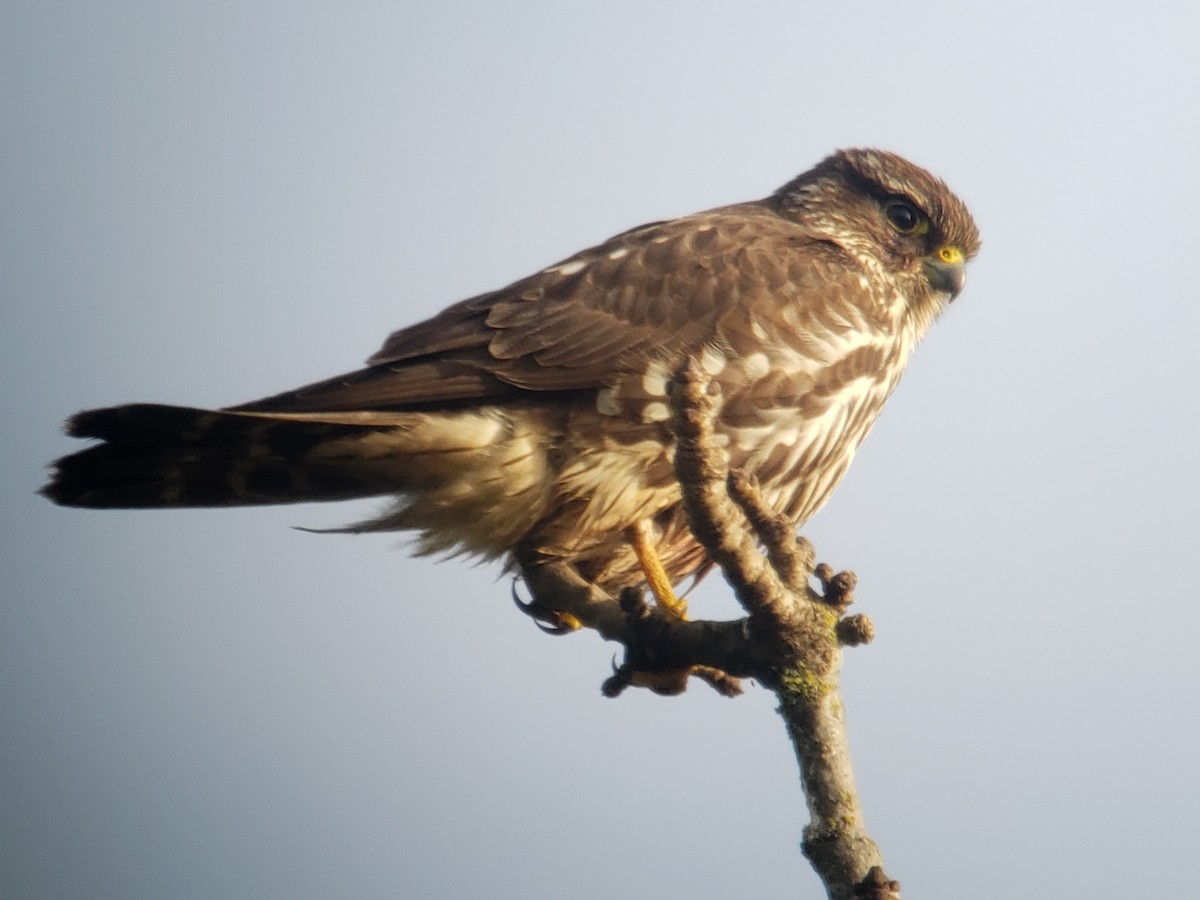 Merlin - Deanna Emig