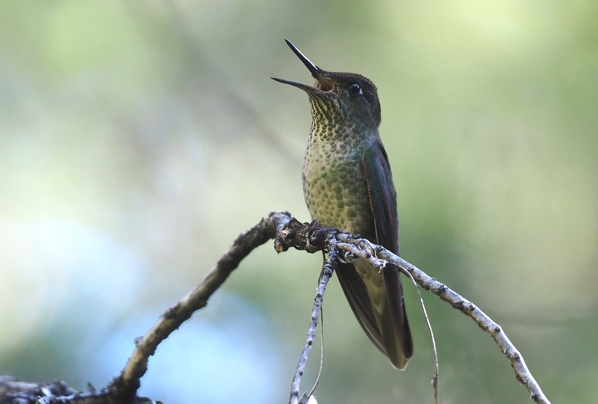Green-backed Firecrown - ML613650667