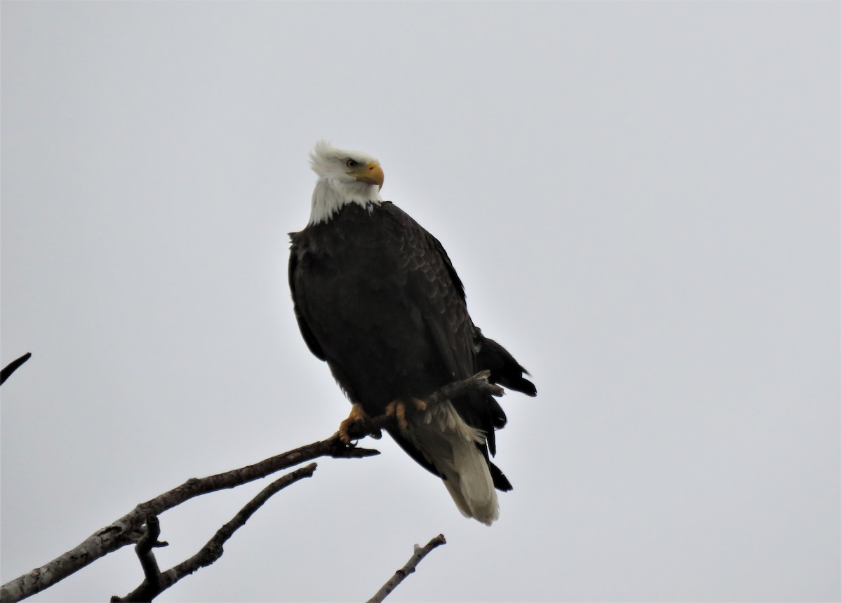 Weißkopf-Seeadler - ML613650675