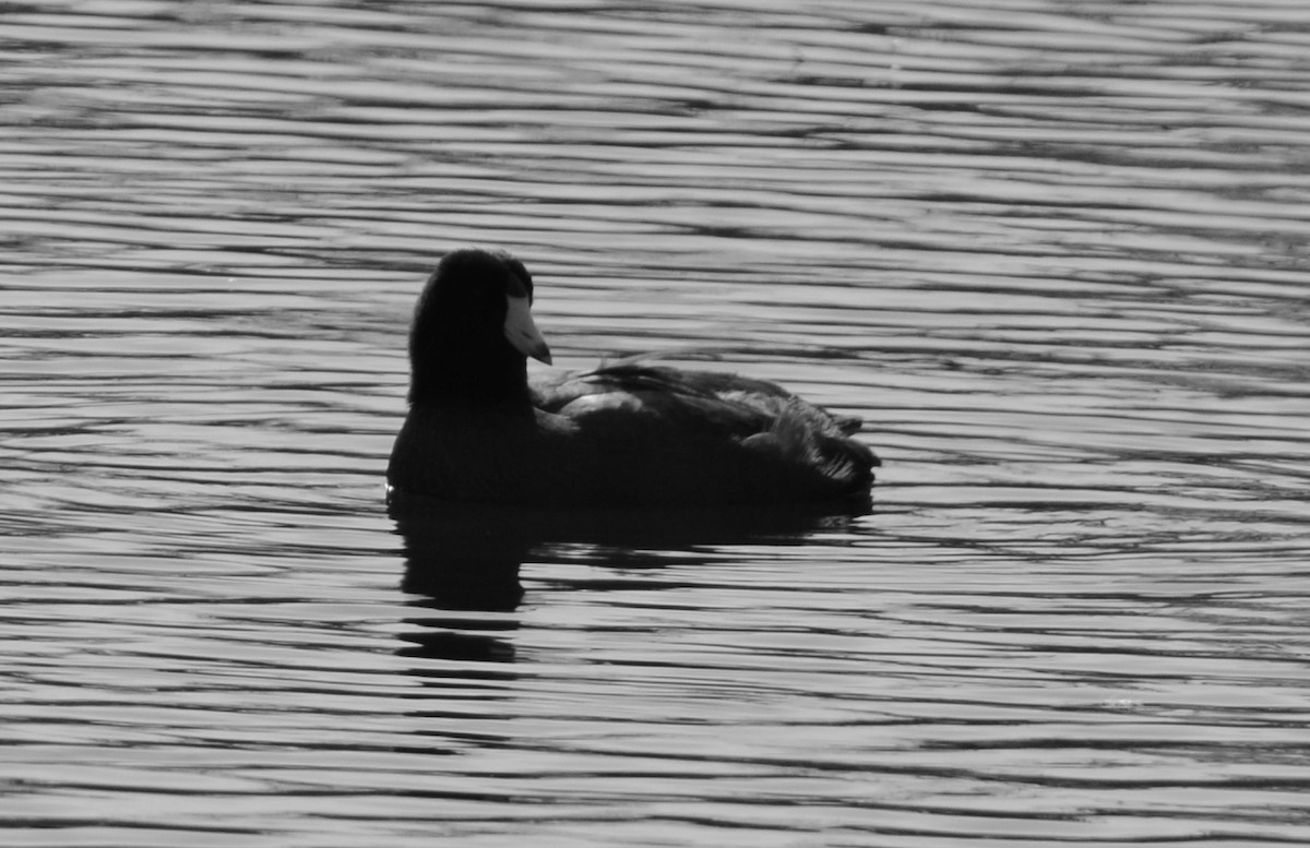 American Coot - Rod Nunley