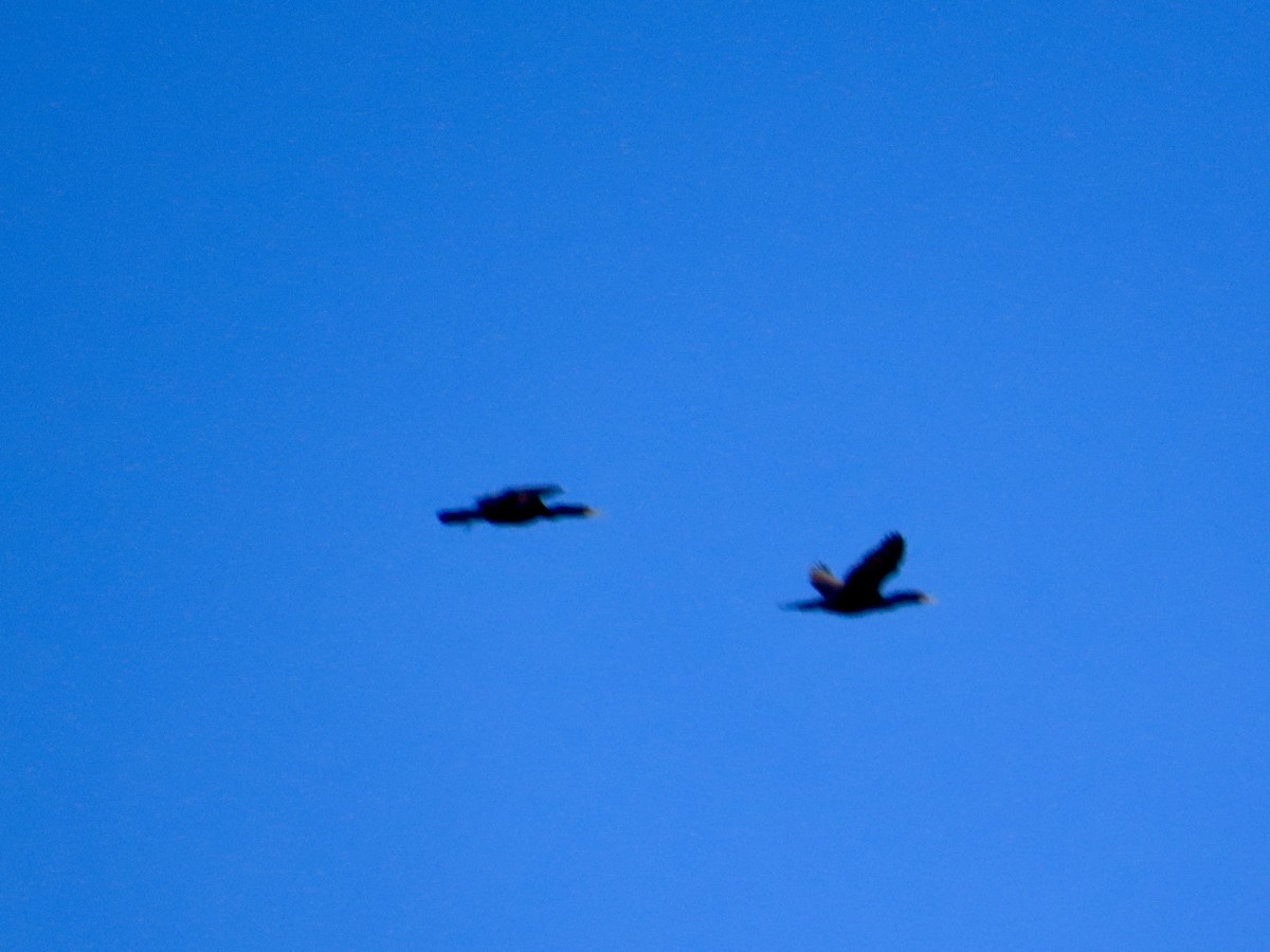 Double-crested Cormorant - Ron Bussian