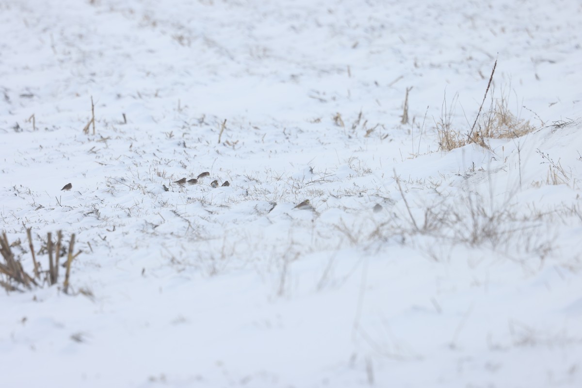 Horned Lark - ML613650770