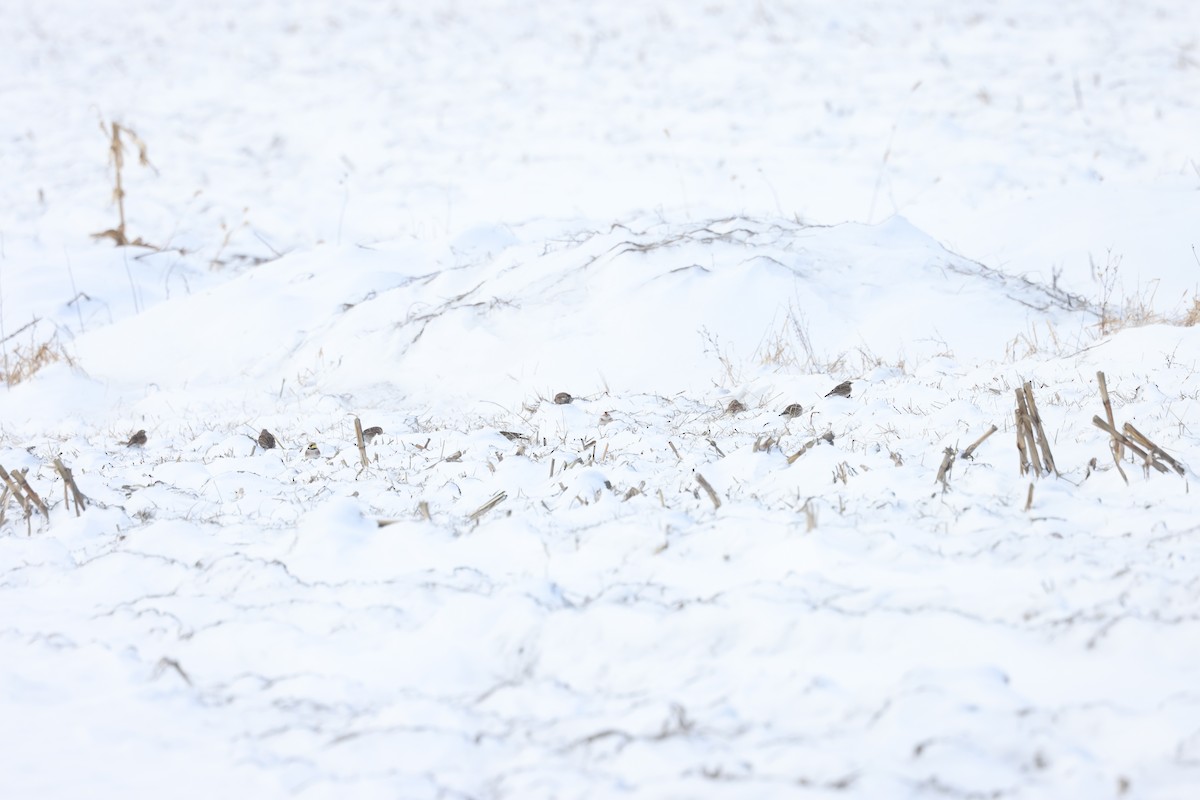 Horned Lark - Marie Provost