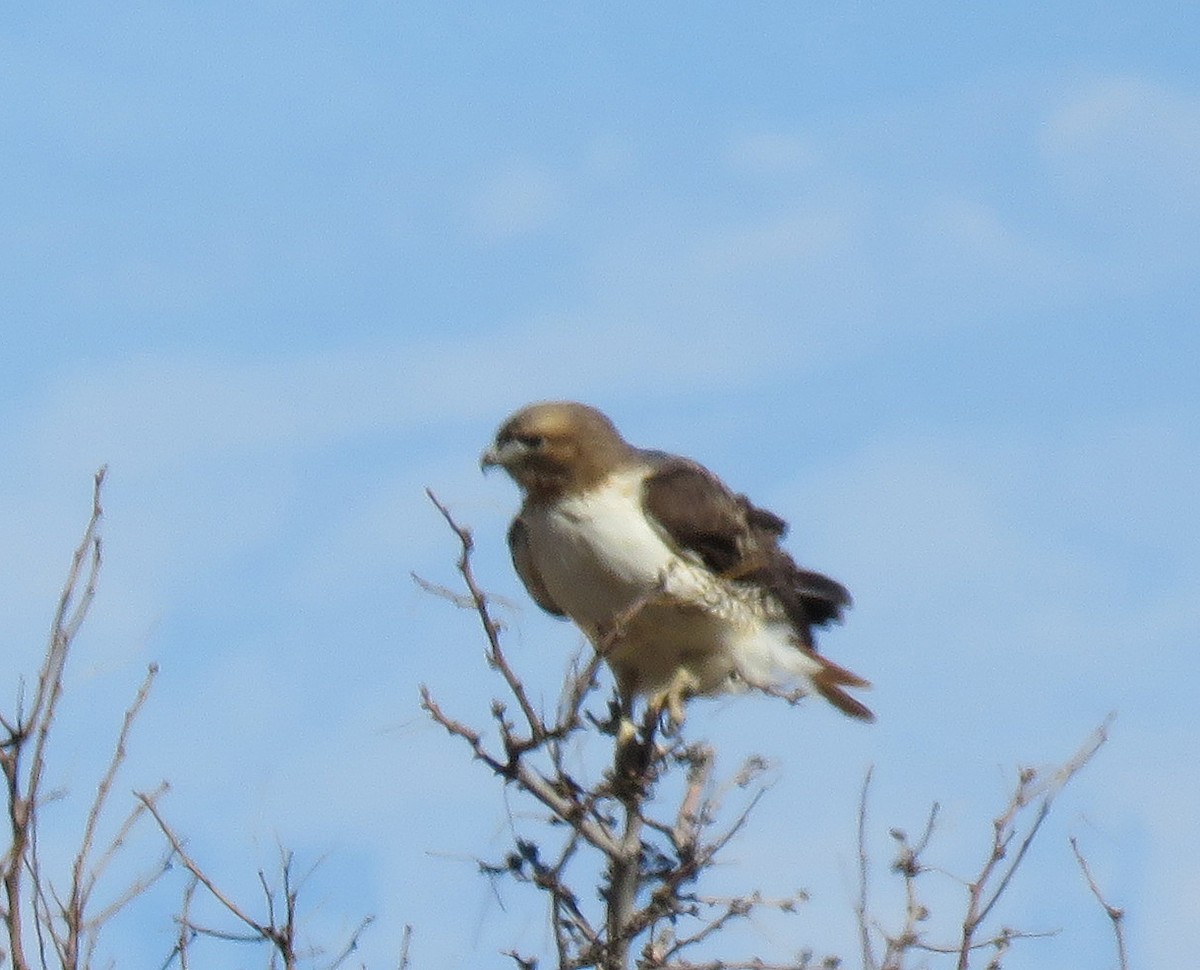 Red-tailed Hawk - ML613650795