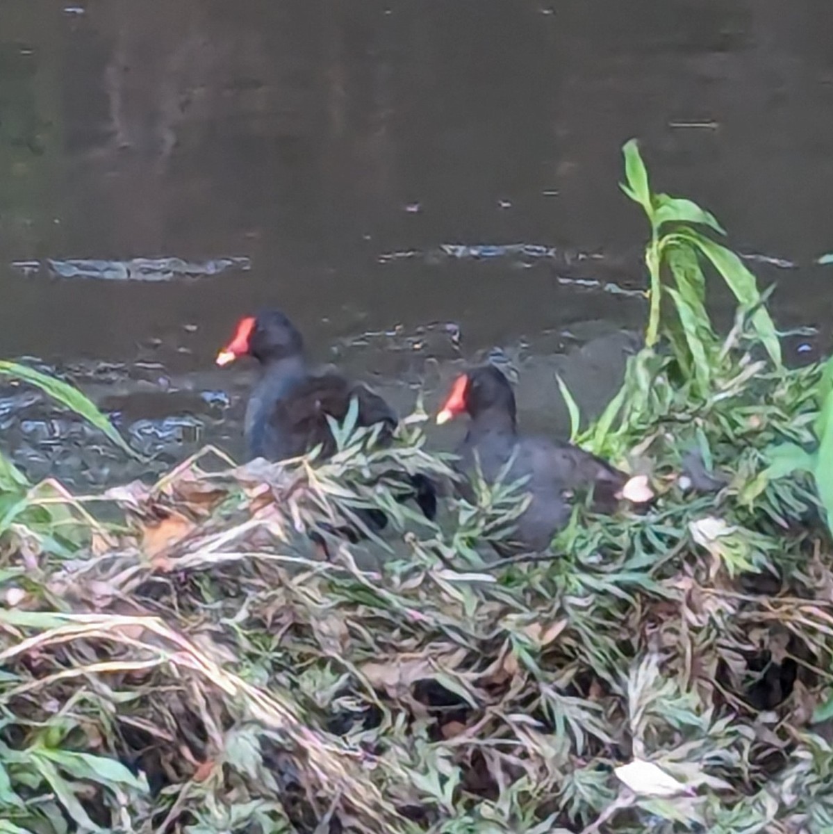 Dusky Moorhen - ML613650797
