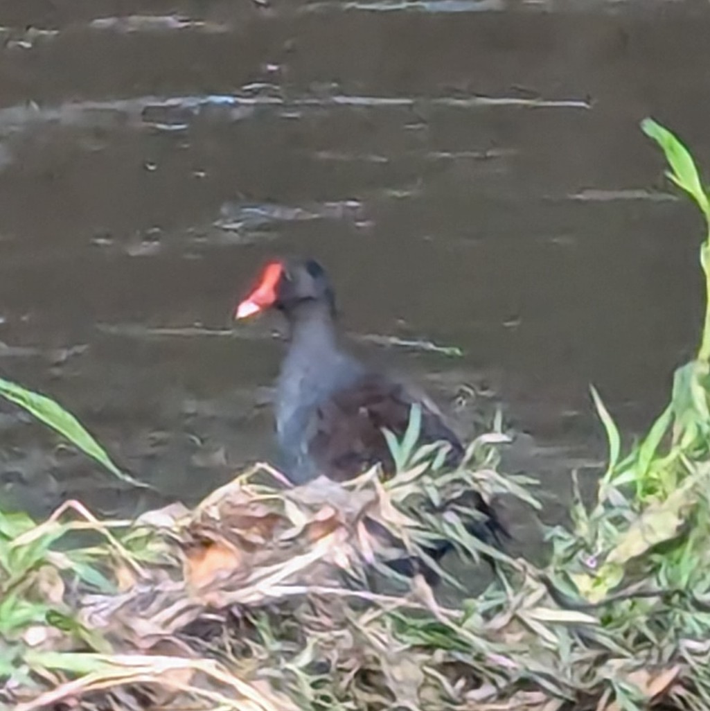 Dusky Moorhen - ML613650813