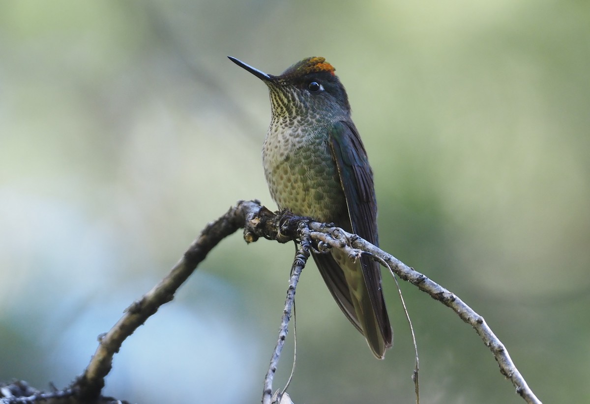 Green-backed Firecrown - ML613650825