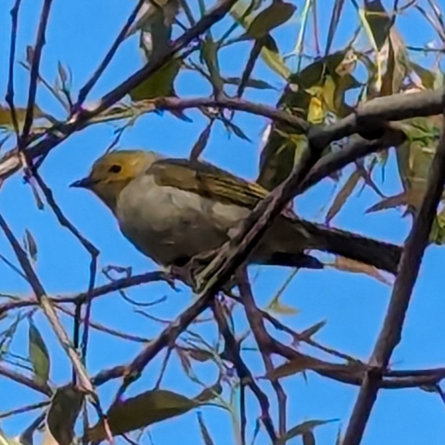 White-plumed Honeyeater - ML613650859
