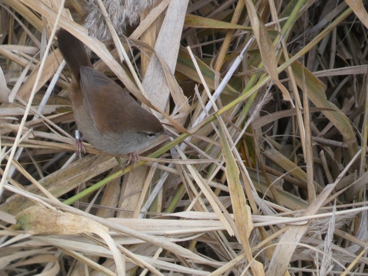 Cetti's Warbler - ML613650863